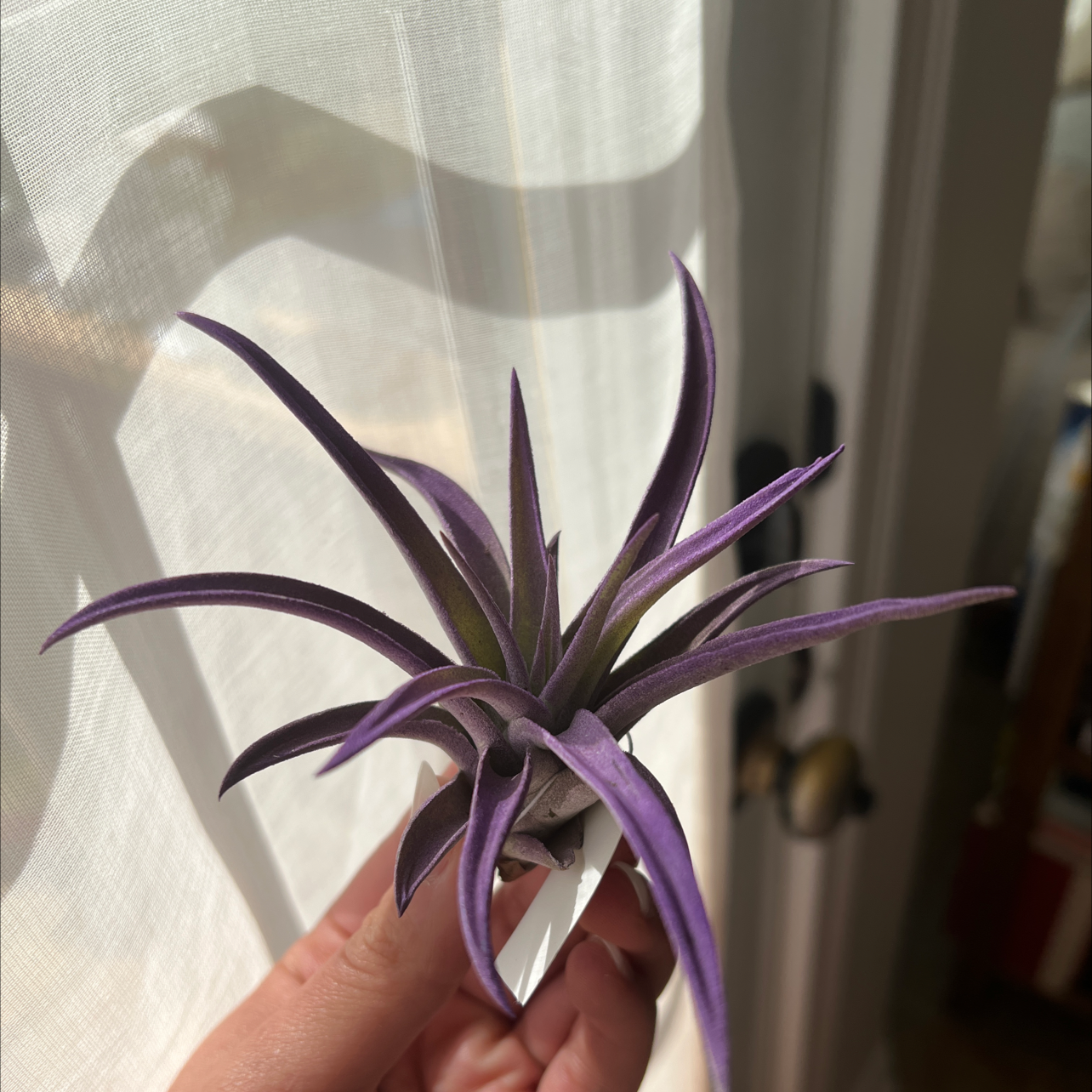 Tillandsia harrisii plant with vibrant purple leaves held by a hand.