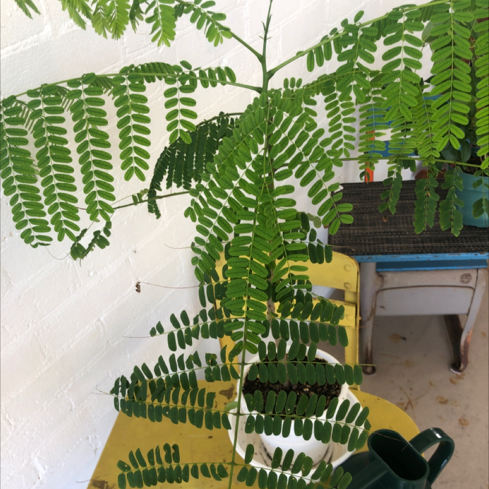 Flamboyant Tree with green, feathery leaves indoors on a table.