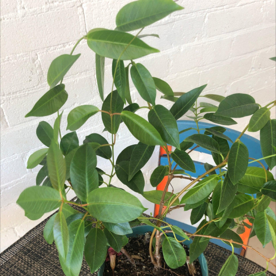 Healthy Brazilian Jasmine plant with vibrant green leaves in a pot.