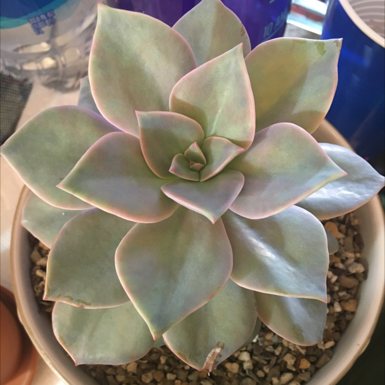 Photo of the plant species Echeveria 'Sanyatwe' by @Tara53 named San on Greg, the plant care app