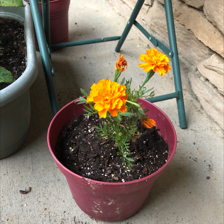 Potted African Marigold with bright orange flowers and visible soil.
