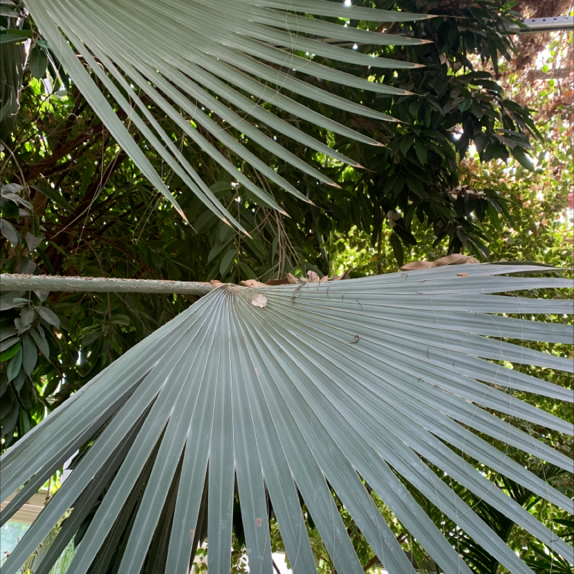 Leaves of a Chinese Fan Palm, appearing healthy and well-framed.