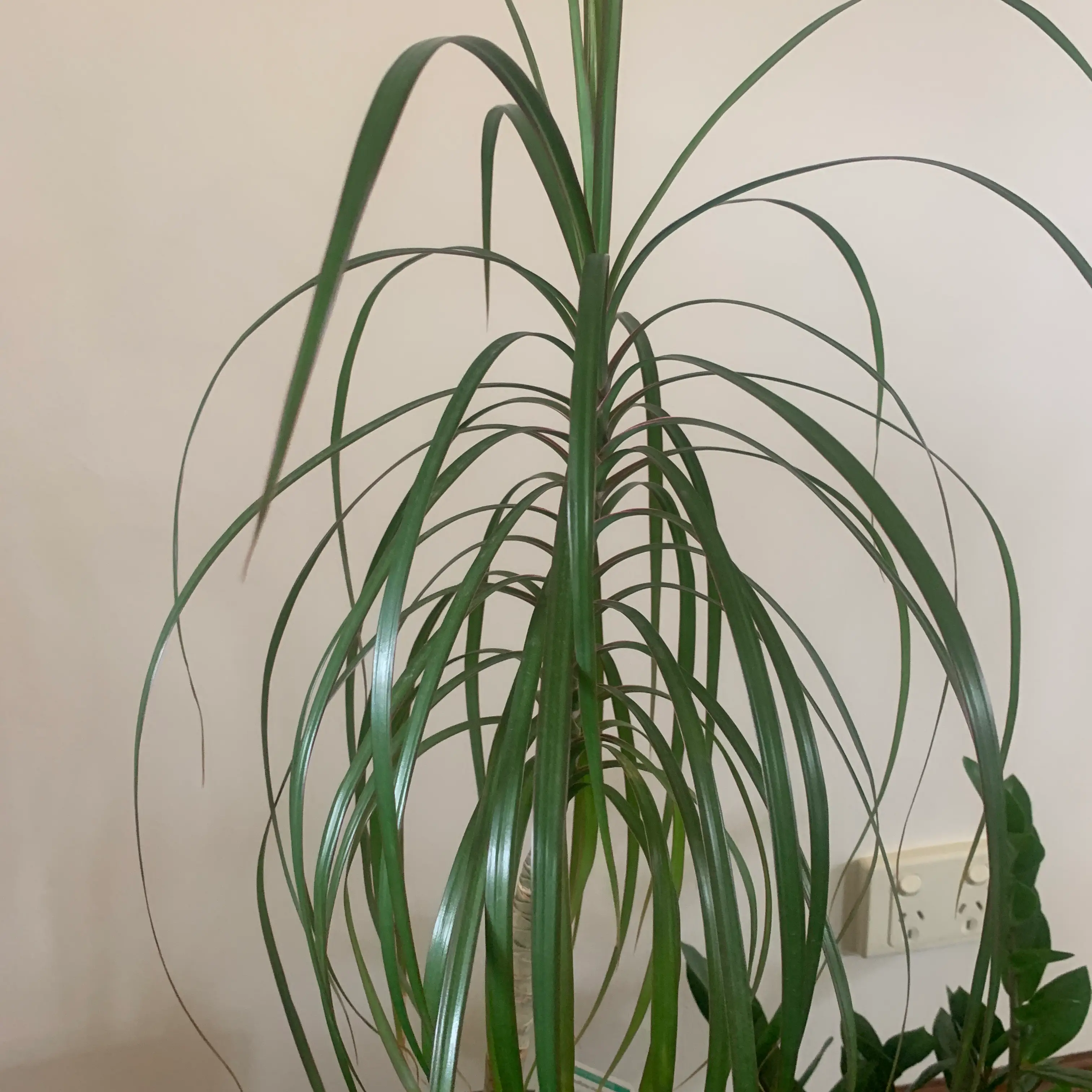 Dracaena marginata 'Bicolor' plant with long, slender leaves, well-framed and in focus.