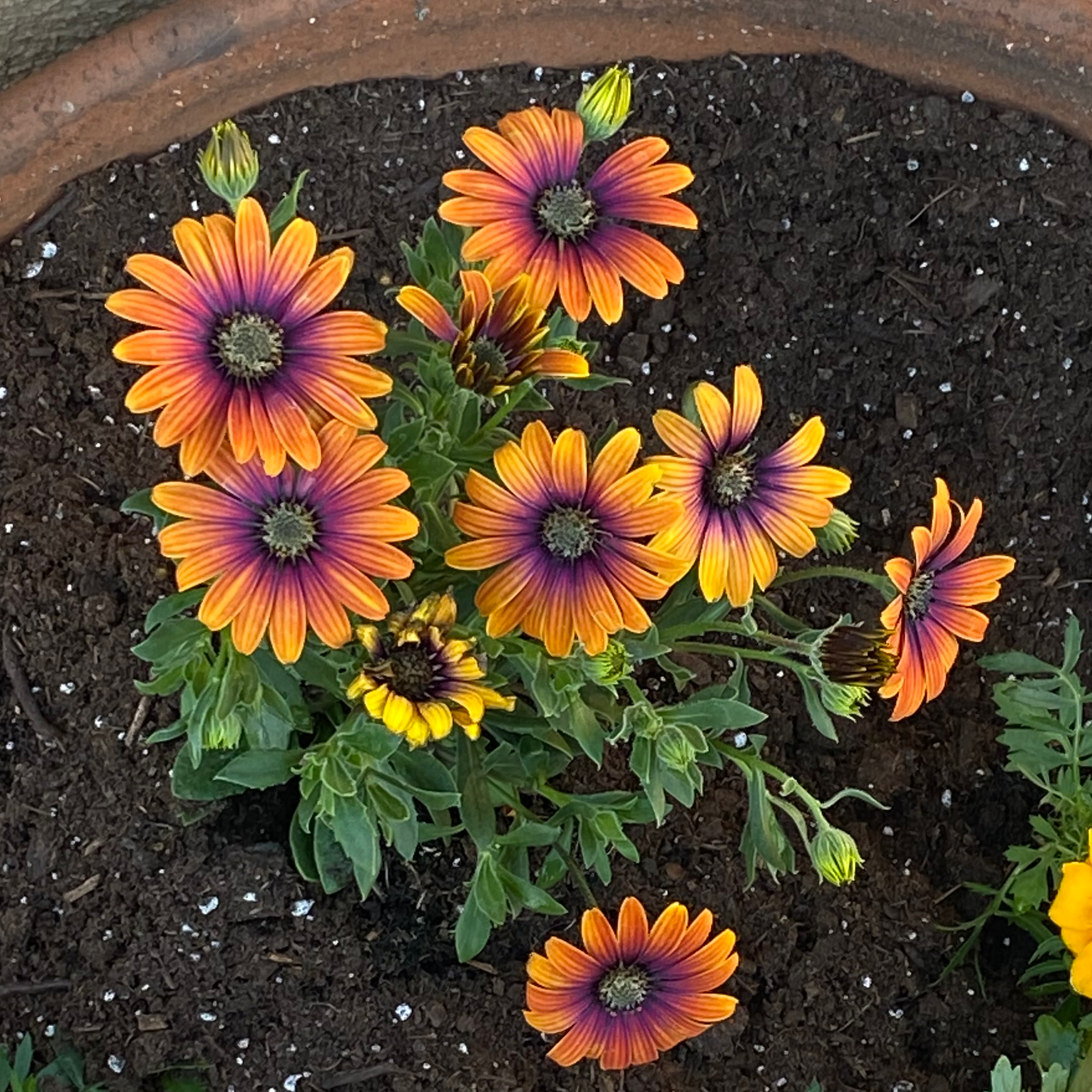 Van Staden's river daisy with vibrant orange and purple flowers in a pot.