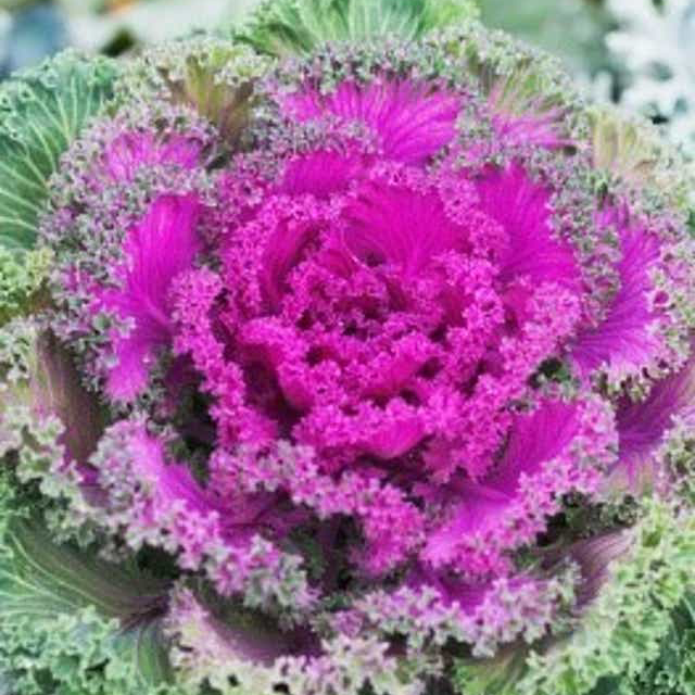 Photo of the plant species Wild Cabbage by @ratjesus named spencer on Greg, the plant care app