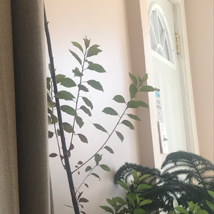 Photo of the plant species Purple Leaf Sand Cherry by Elten named Lola on Greg, the plant care app