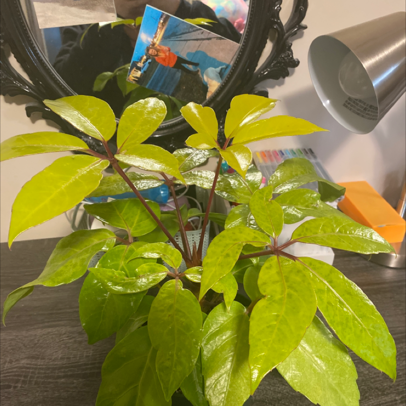 Photo of the plant species Neon Umbrella Tree by @VeteranPecan named Queen on Greg, the plant care app