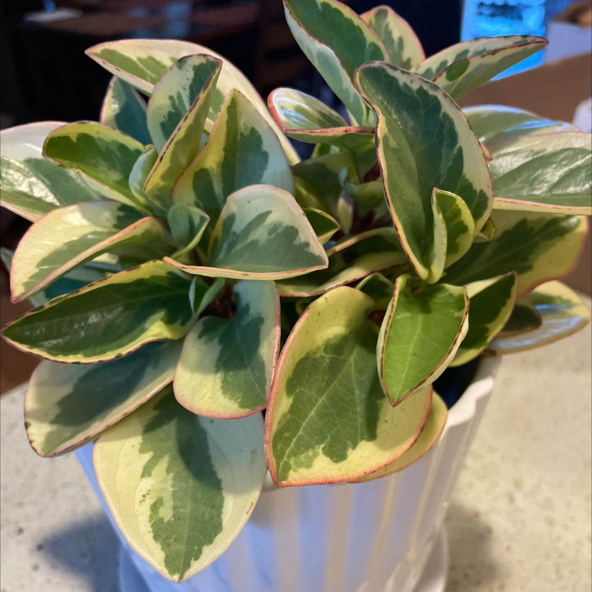 Rainbow Peperomia plant in a white pot with green, cream, and pinkish leaves.