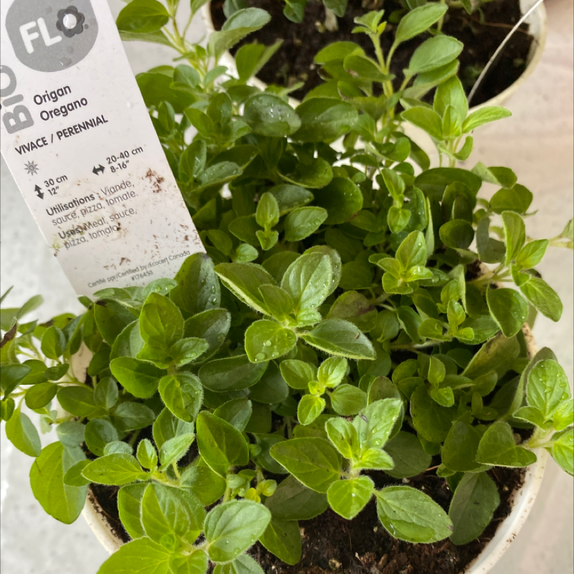 Healthy young potted oregano plant with vibrant green oval leaves, no discoloration or damage, with plant care instructions overlaid on the image.