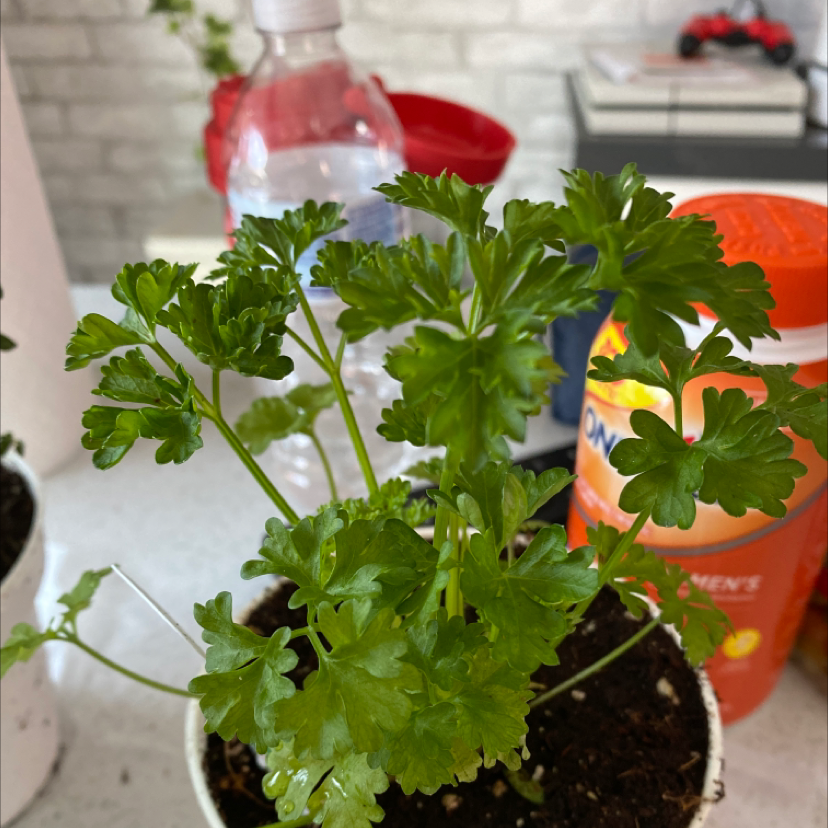 Potted Italian Parsley plant with green leaves, household items in background.