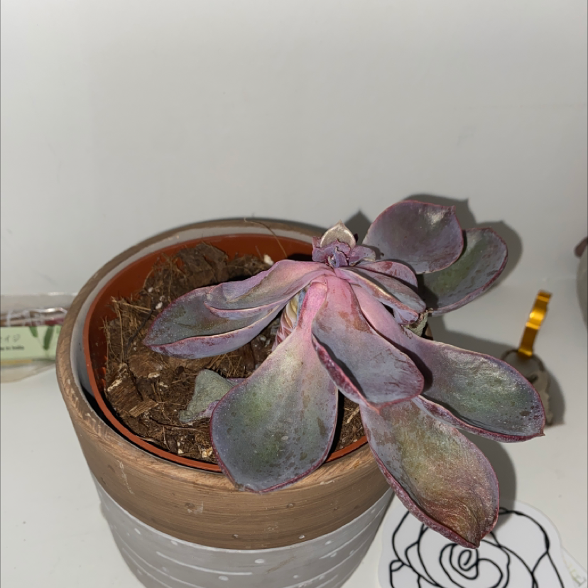 Potted Echeveria 'Orion' succulent with visible leaf discoloration and soil.