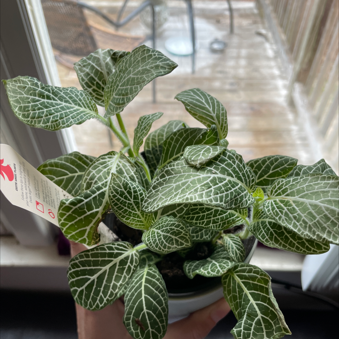 Nerve Plant plant photo by @AvidAgboy named White anne on Greg, the plant care app.