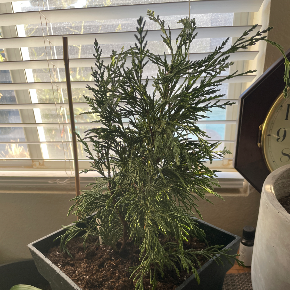 Mediterranean Cypress plant in a pot near a window, appearing healthy with green foliage.