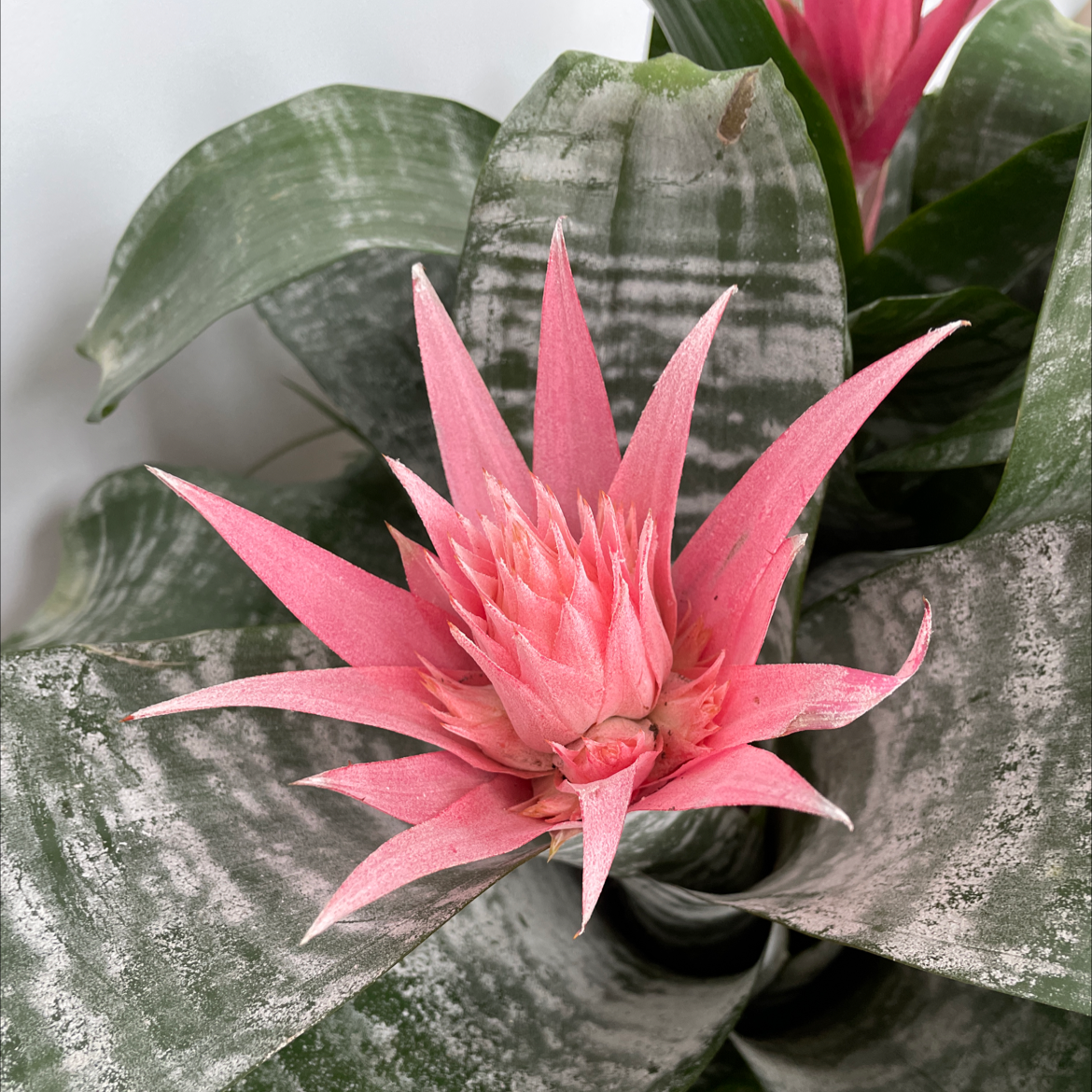 Photo of the plant species Urn Plant by @ComicalMiro named Bromeliad Planter on Greg, the plant care app