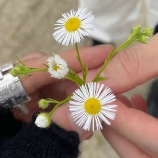 Annual Fleabane uploaded to the Greg plant app by @MeditativeOmnom