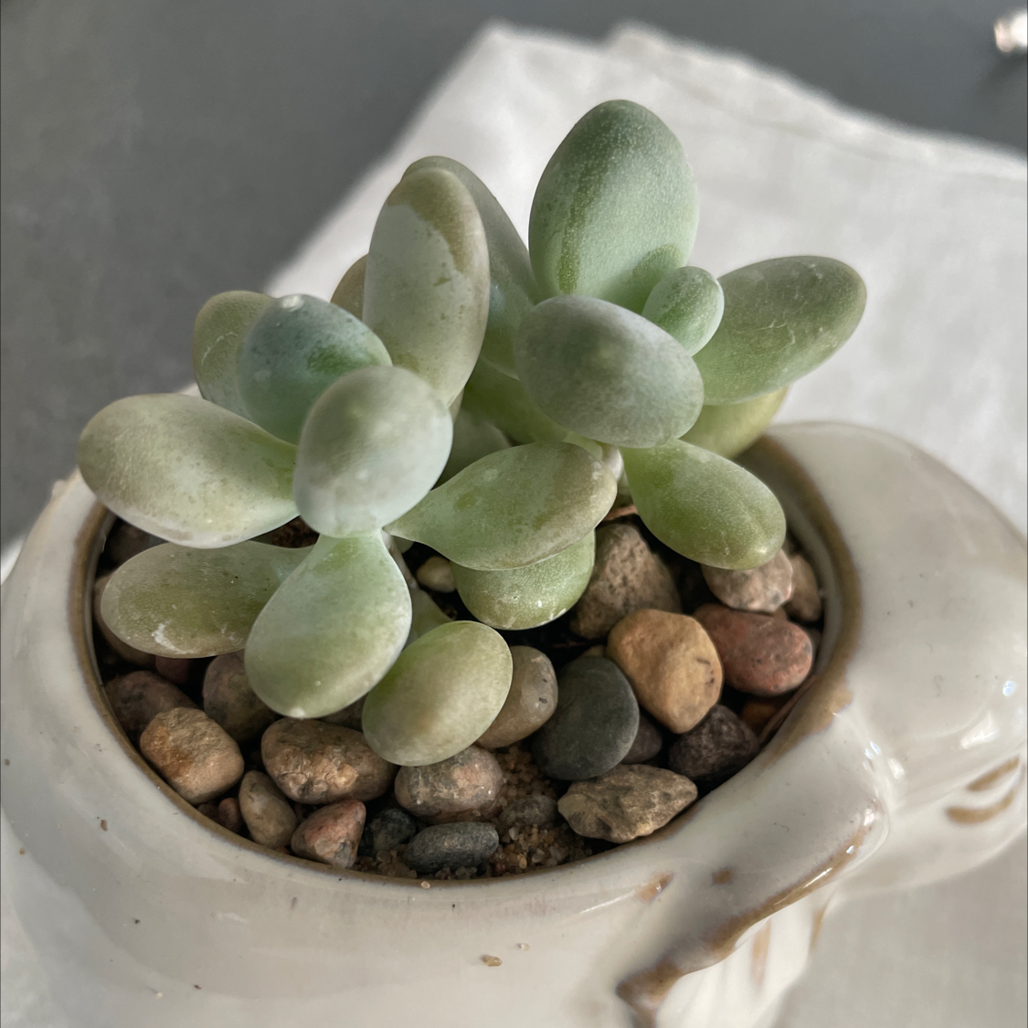 Pachyphytum Baby Finger succulent in a small pot with pebbles on the soil surface.