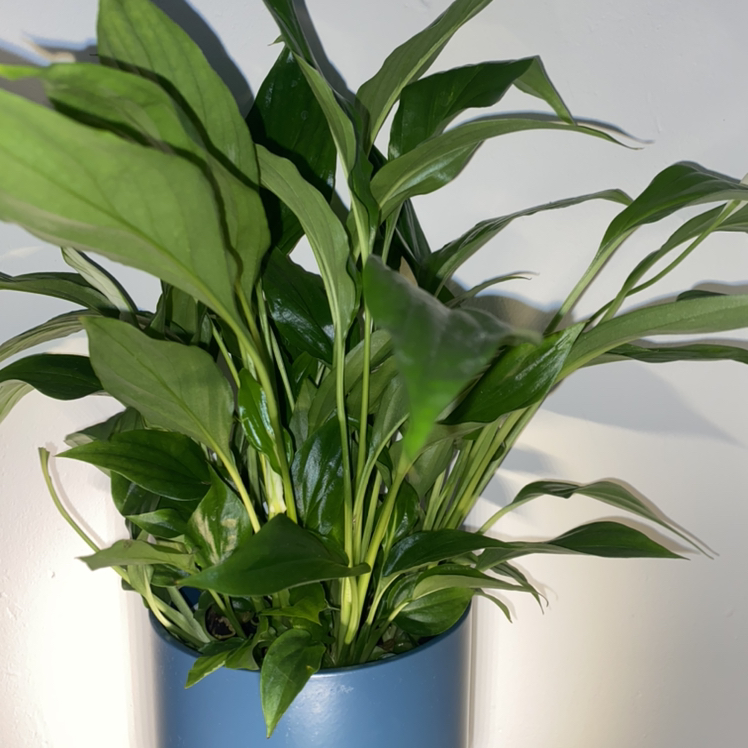 Peace Lily plant photo by @RorysGarden named Eva on Greg, the plant care app.