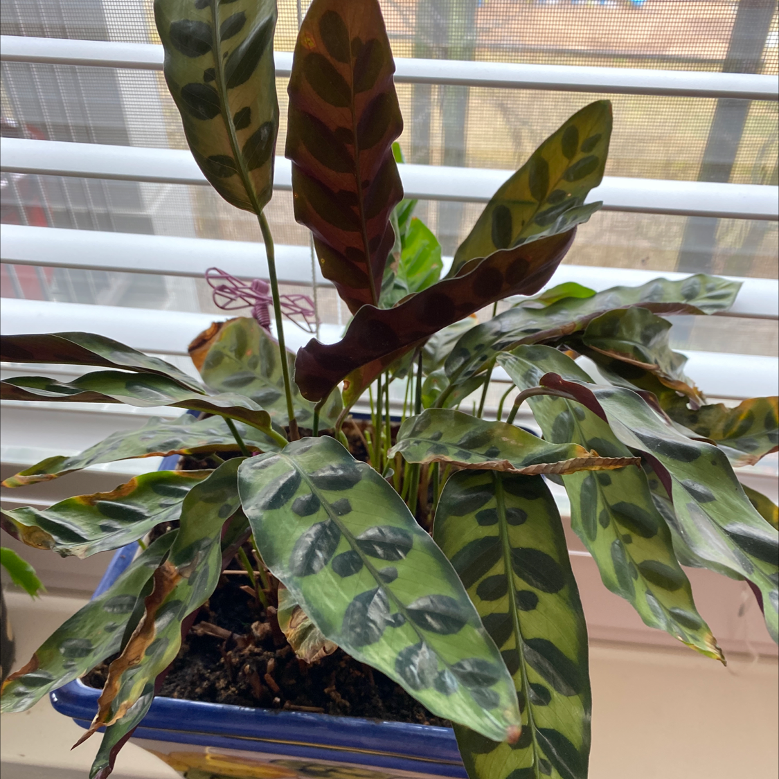Calathea 'Freddie' plant with patterned leaves, slight browning at edges, near a window.