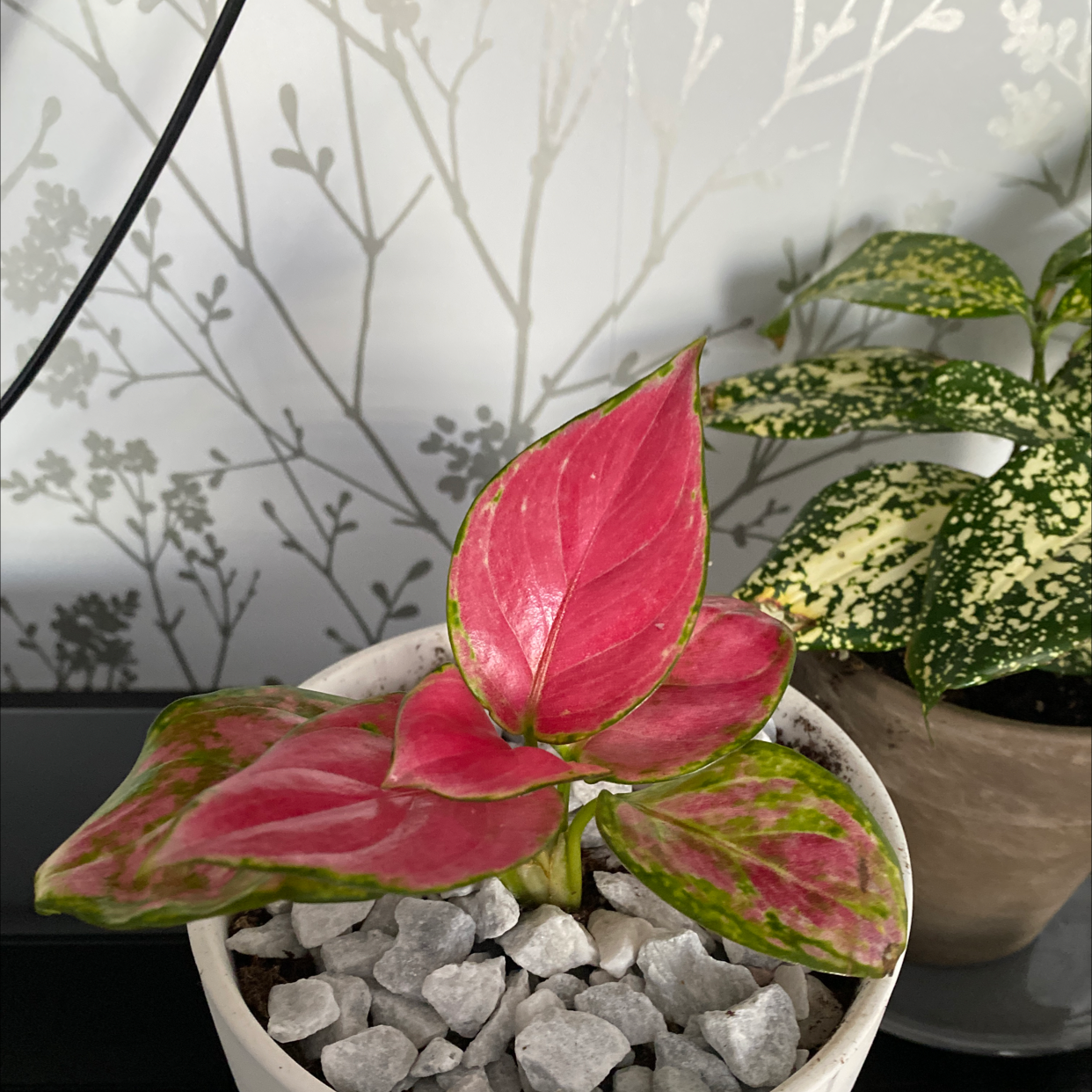 Caladium Gingerland plant photo by @Milliep20 named Richard on Greg, the plant care app.
