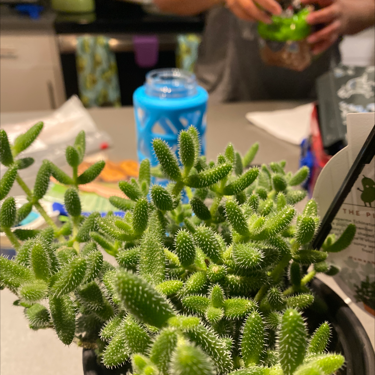 Healthy Pickle Plant with vibrant green leaves, person handling another plant in the background.