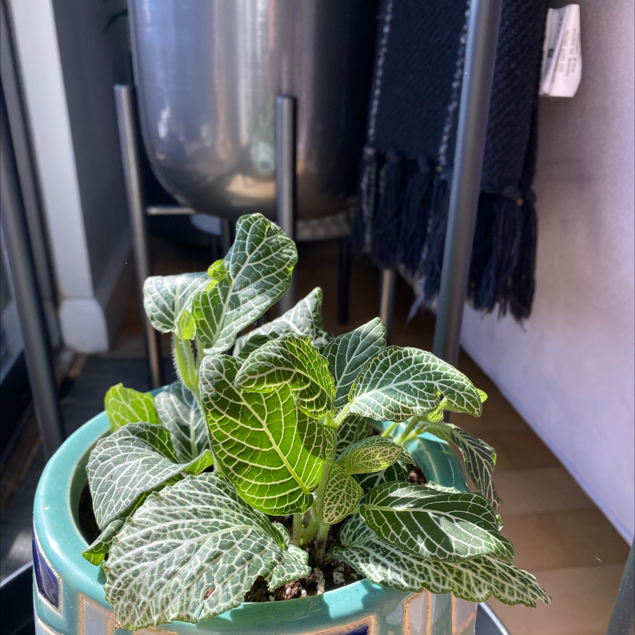 Why Are My Downy Rattlesnake Plantain Leaves Turning Yellow?