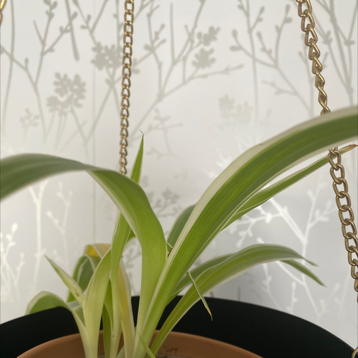 Photo of the plant species Lily-of-the-Valley by @Milliep20 named Gregarious on Greg, the plant care app