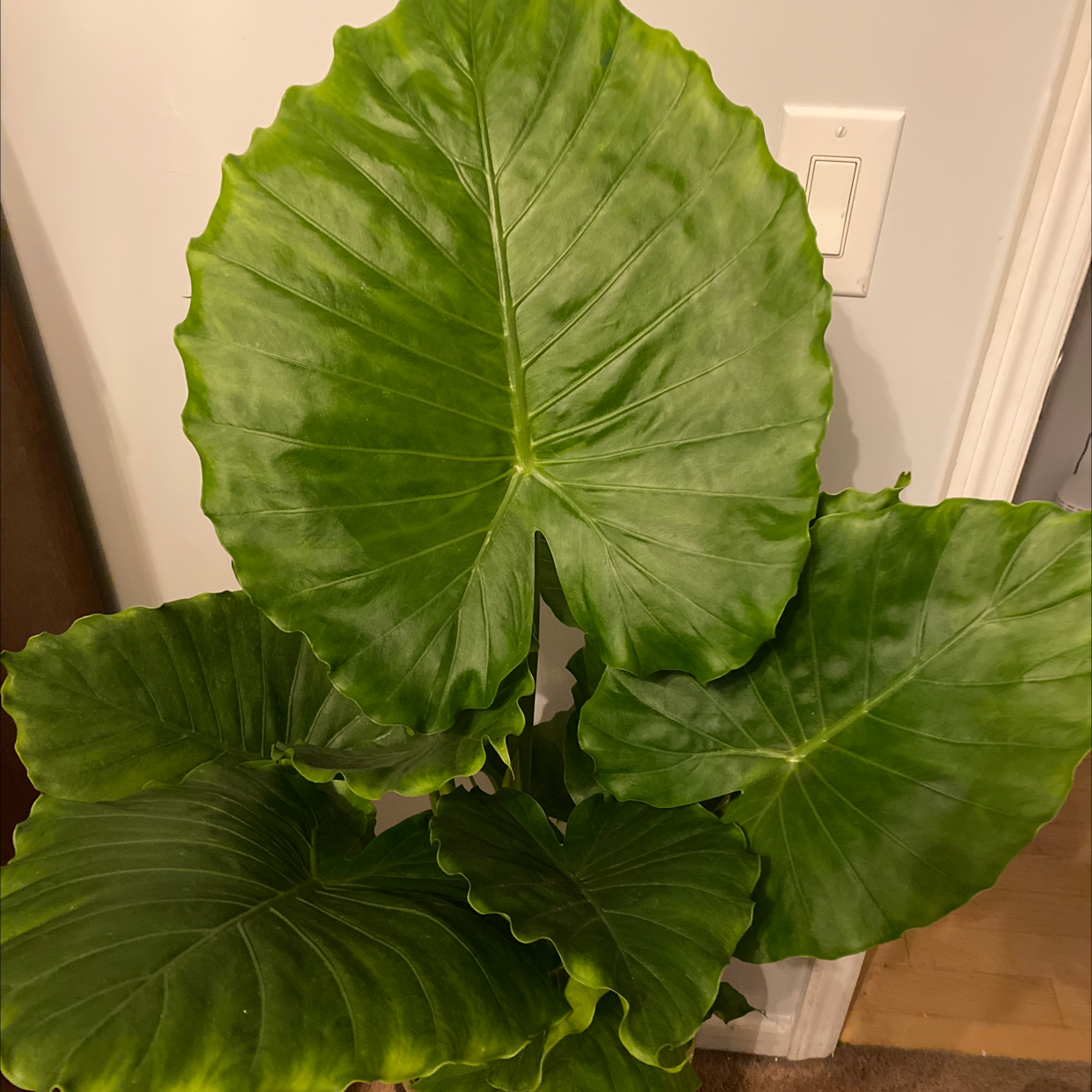 Why Are My Arrowleaf Elephant Ear Leaves Mushy? 💦
