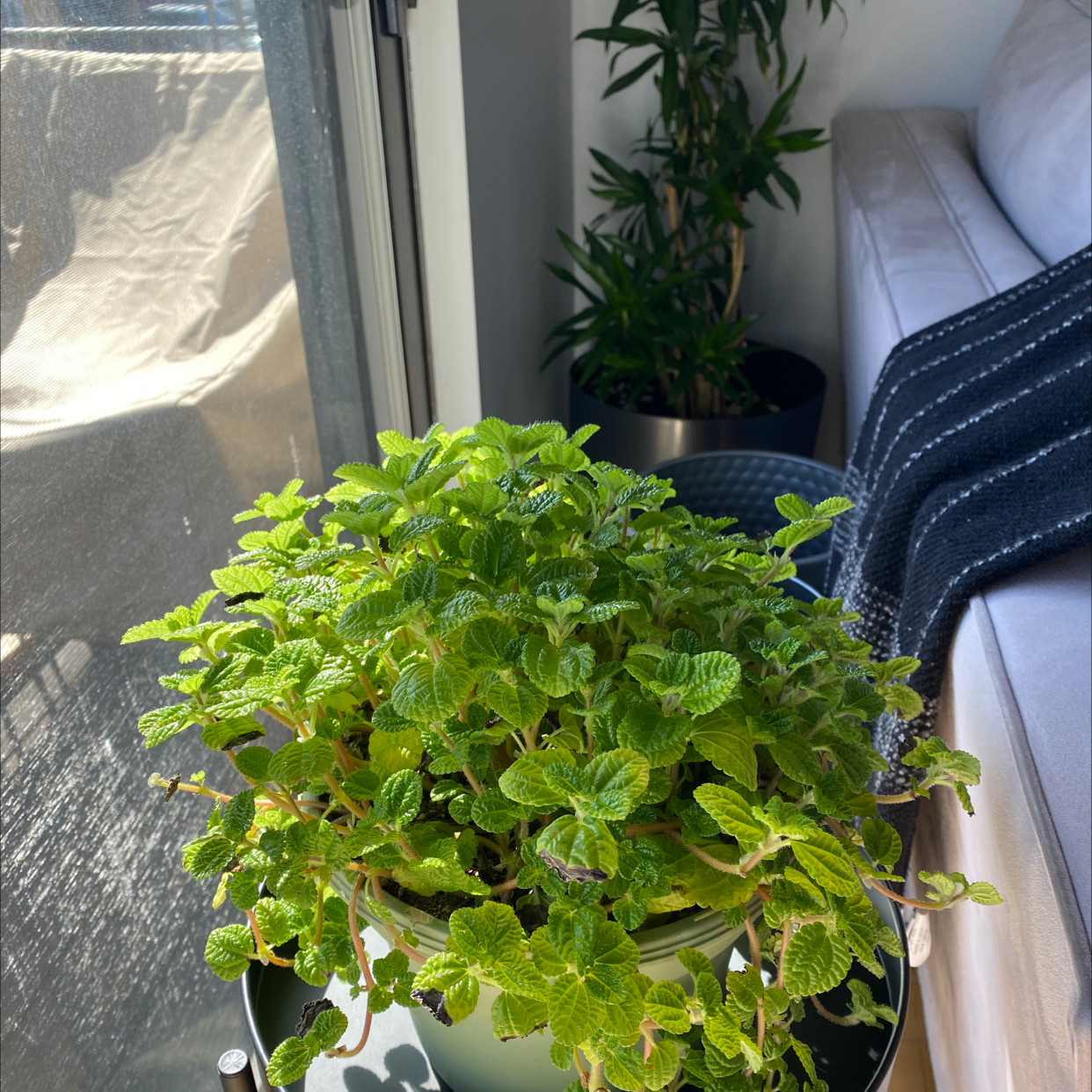 🍋 Why Are There Brown Spots on My Lemon Balm Leaves?