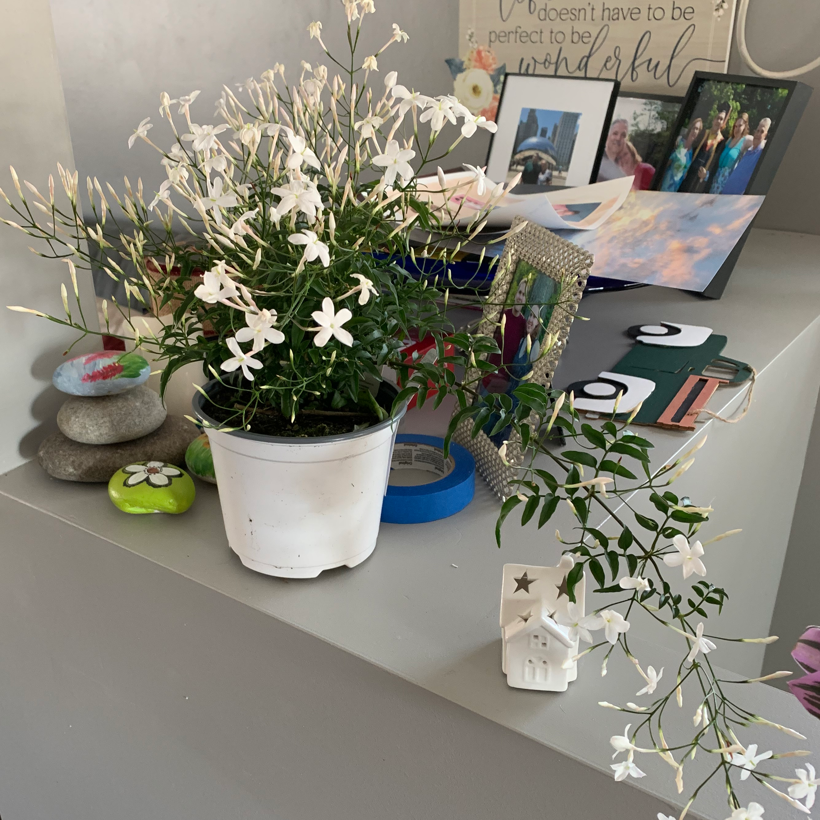 Pink Jasmine plant in a white pot with numerous white flowers on a table.
