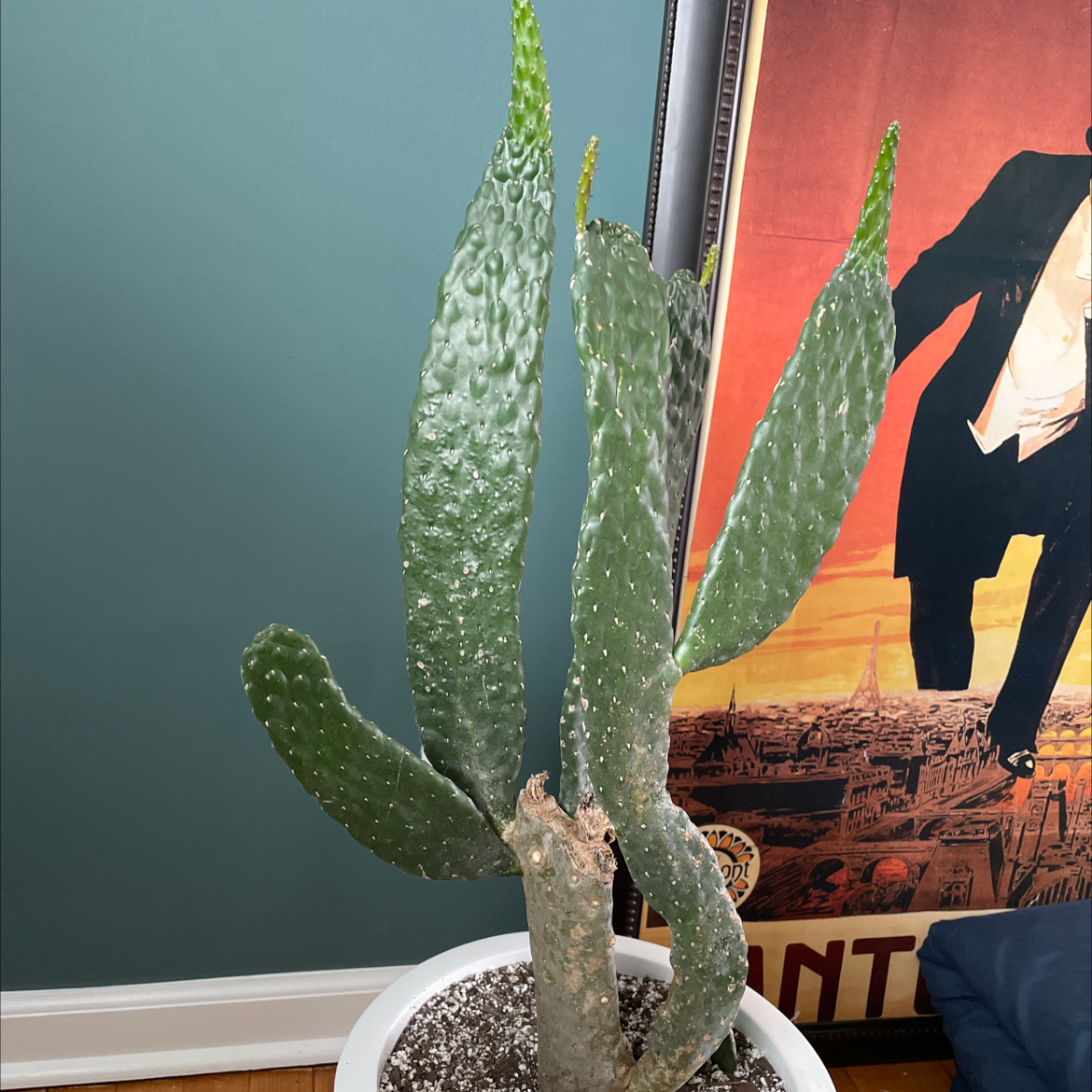 Woolyjoint Prickly Pear cactus in a white pot with visible soil, well-framed and in focus.