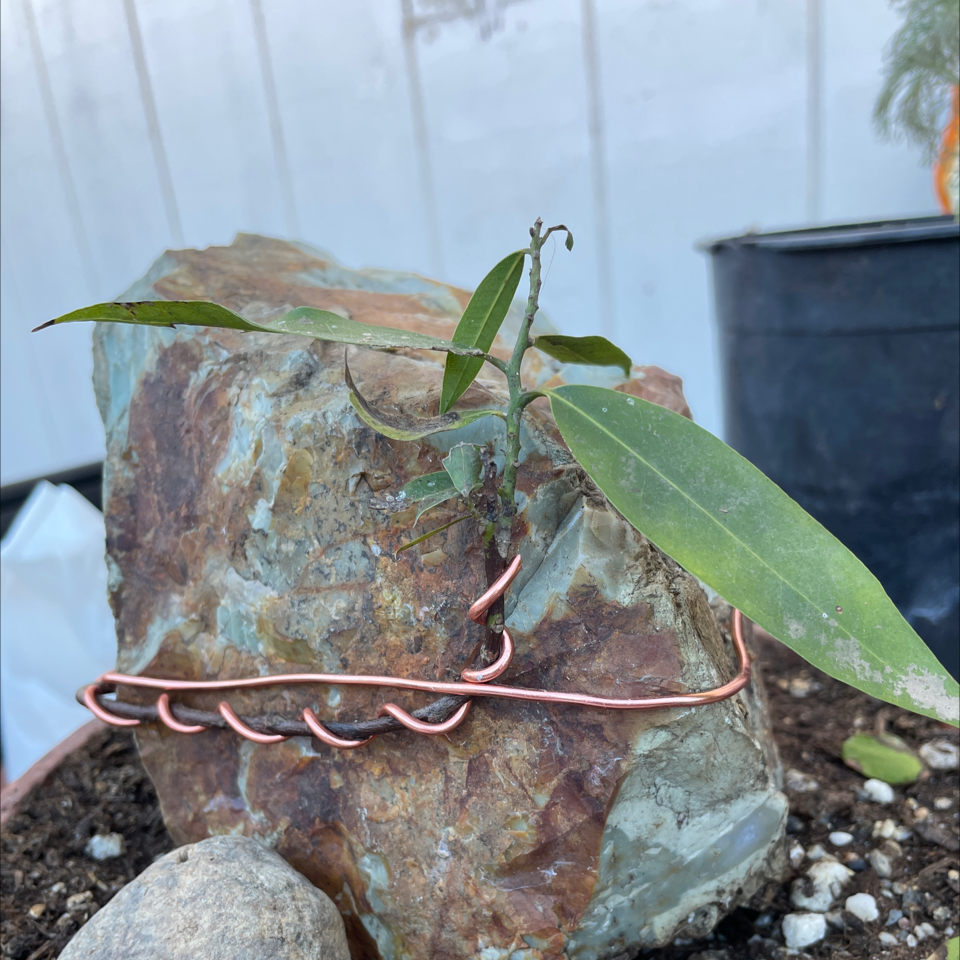 Bay Laurel plant secured to a rock with copper wire, soil visible.