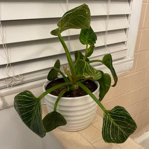 Philodendron Birkin plant photo by @ReliableGuasca named Leaf Erickson on Greg, the plant care app.