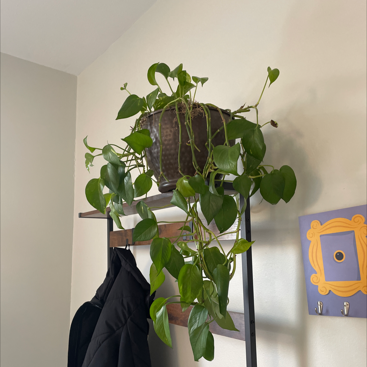 Ivy Arum plant photo by @ReliableGuasca named ChloroPhil on Greg, the plant care app.