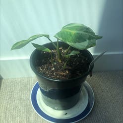 Calathea bicajoux plant