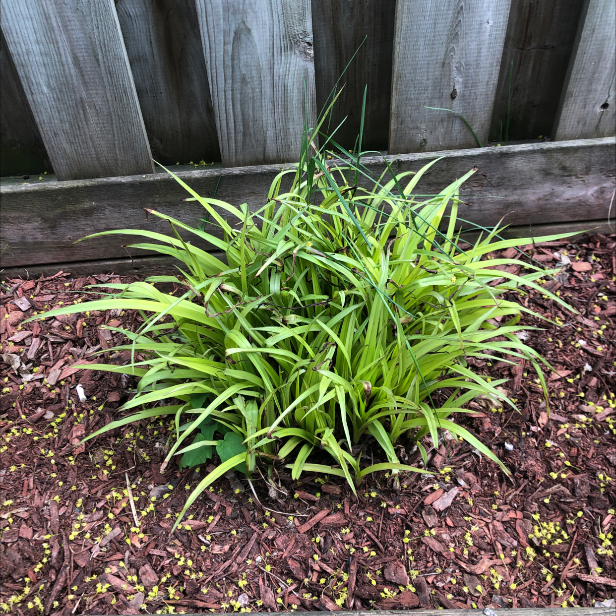 Orange Daylily plant with long, narrow green leaves in a garden bed with mulch.