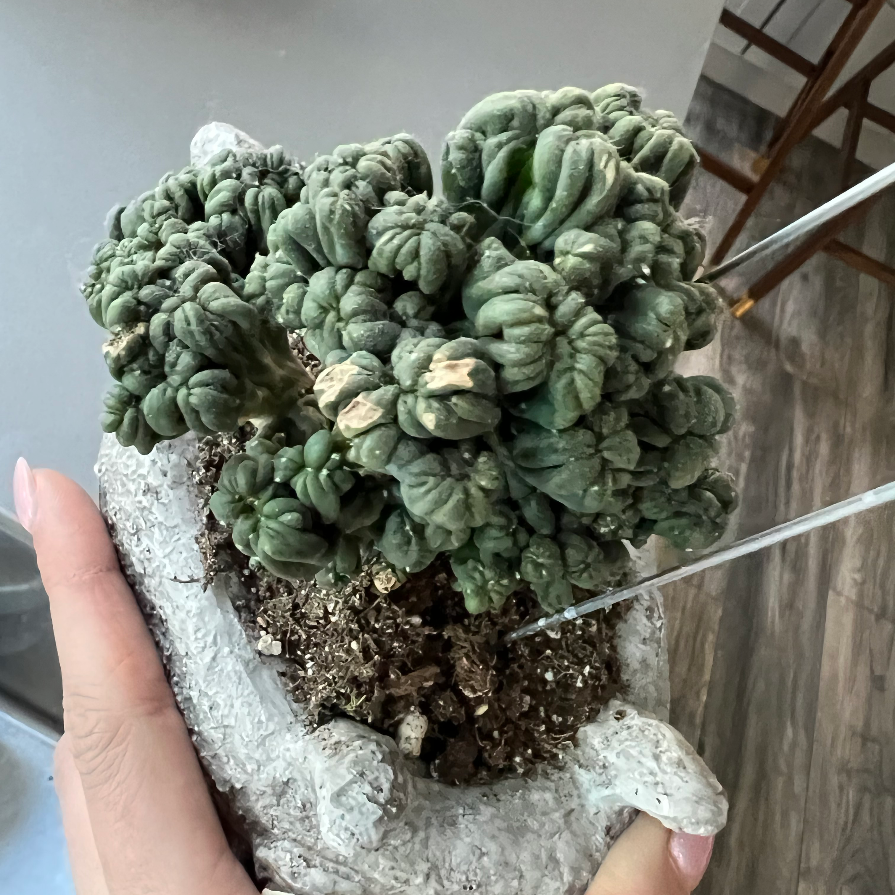Peruvian Apple Cactus Monstrose in a pot with visible soil, held by hands.