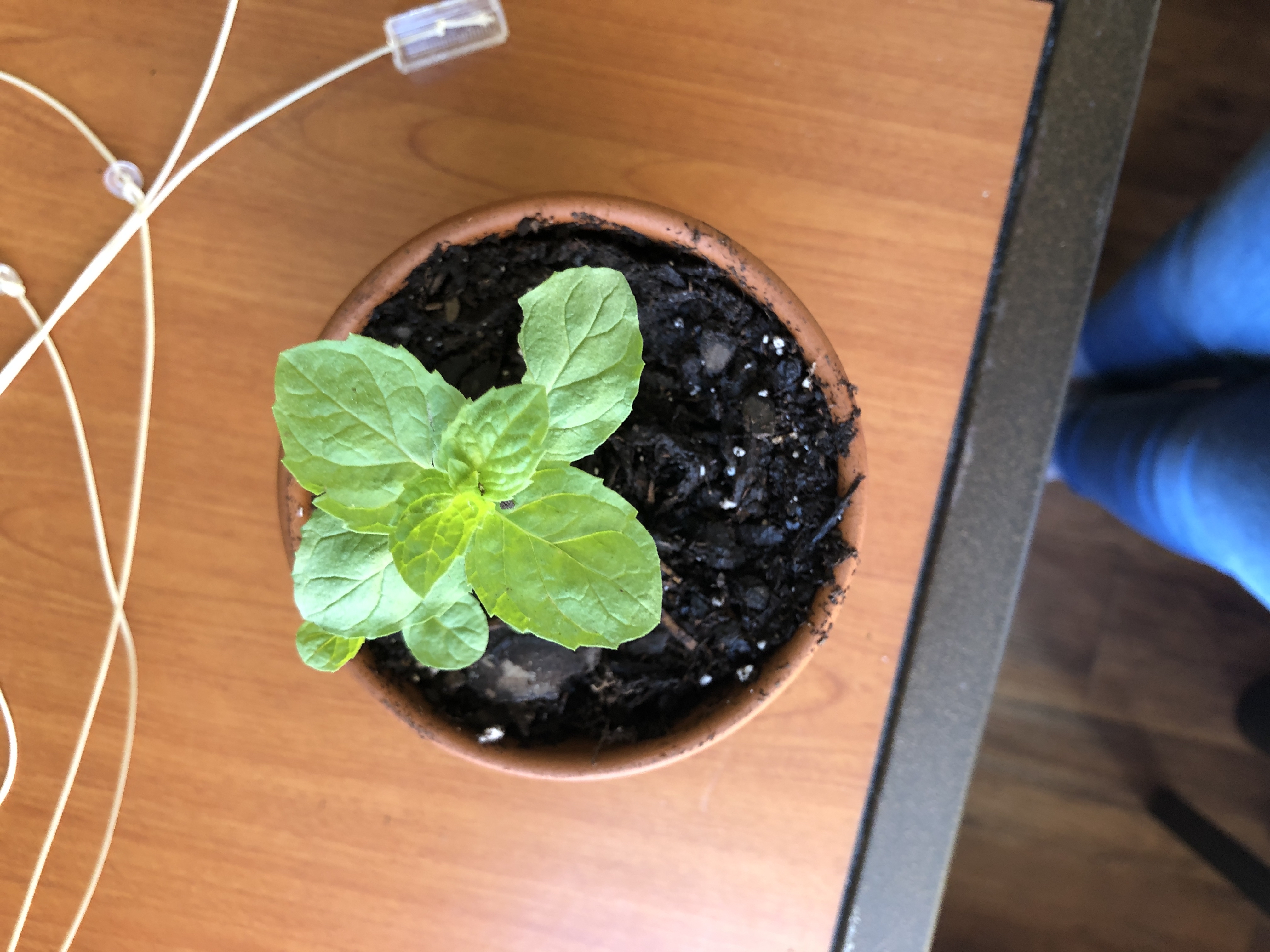 Small potted Wild Cabbage plant with healthy green leaves growing from dark soil, centered on a wood surface.