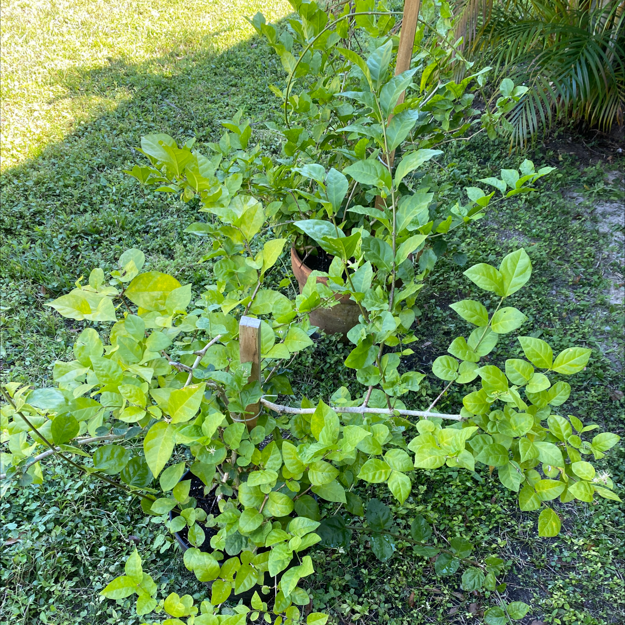 A thriving Arabian Jasmine plant with lush, vibrant green foliage, growing in soil outdoors.