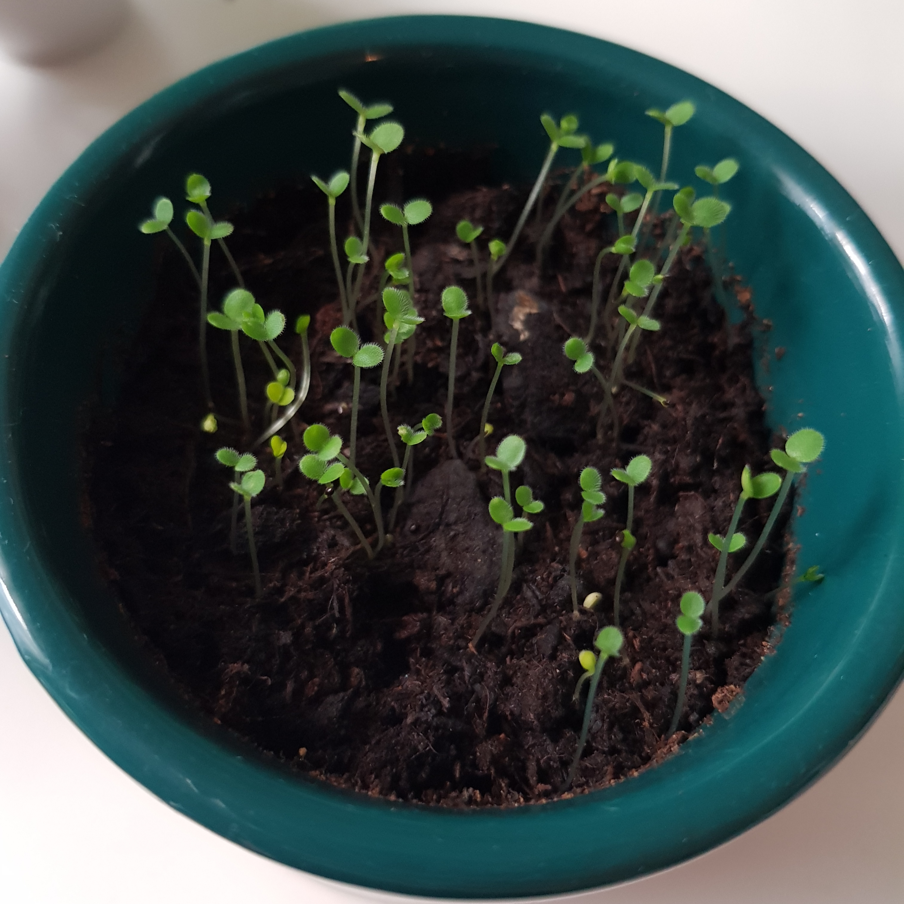 Pot with numerous healthy true Forget-Me-Not seedlings growing in dark soil.