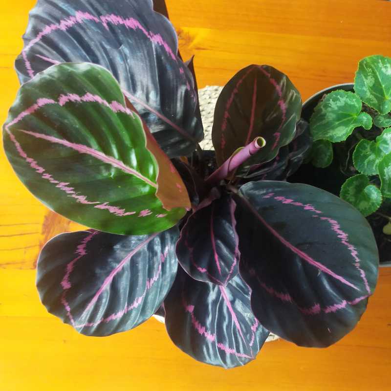 Photo of the plant species Musk Brush by @CherishedChia named Calathea Dottie on Greg, the plant care app