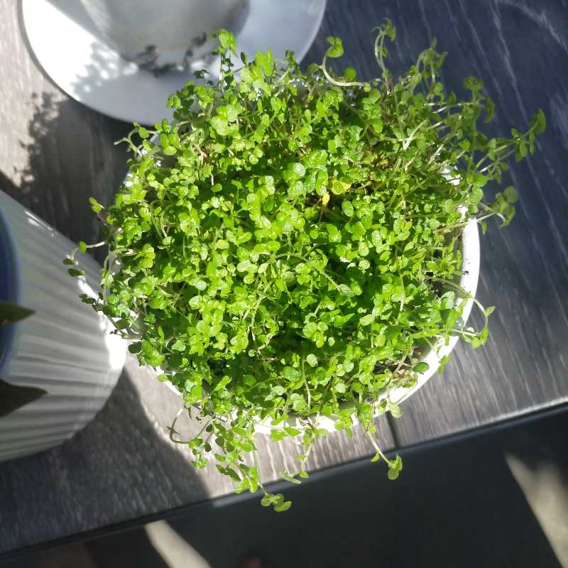 Healthy Common Chickweed plant in a pot with dense green foliage.