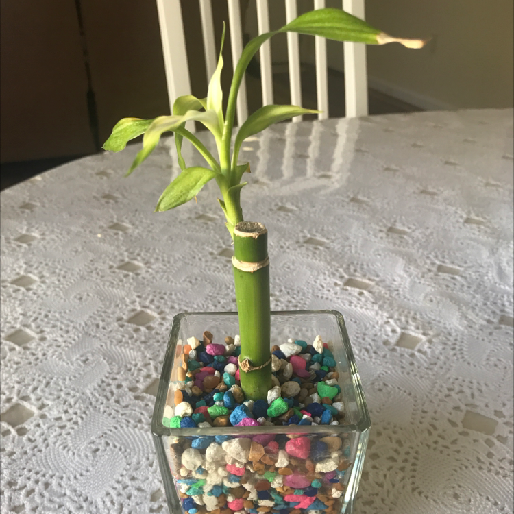 Lucky Bamboo plant photo by @Happy_Potato named Tagomi on Greg, the plant care app.