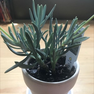 Blue Chalksticks plant photo by @Happy_Potato named Fred on Greg, the plant care app.