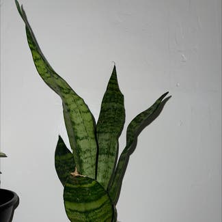 Snake Plant plant in Tulare, California
