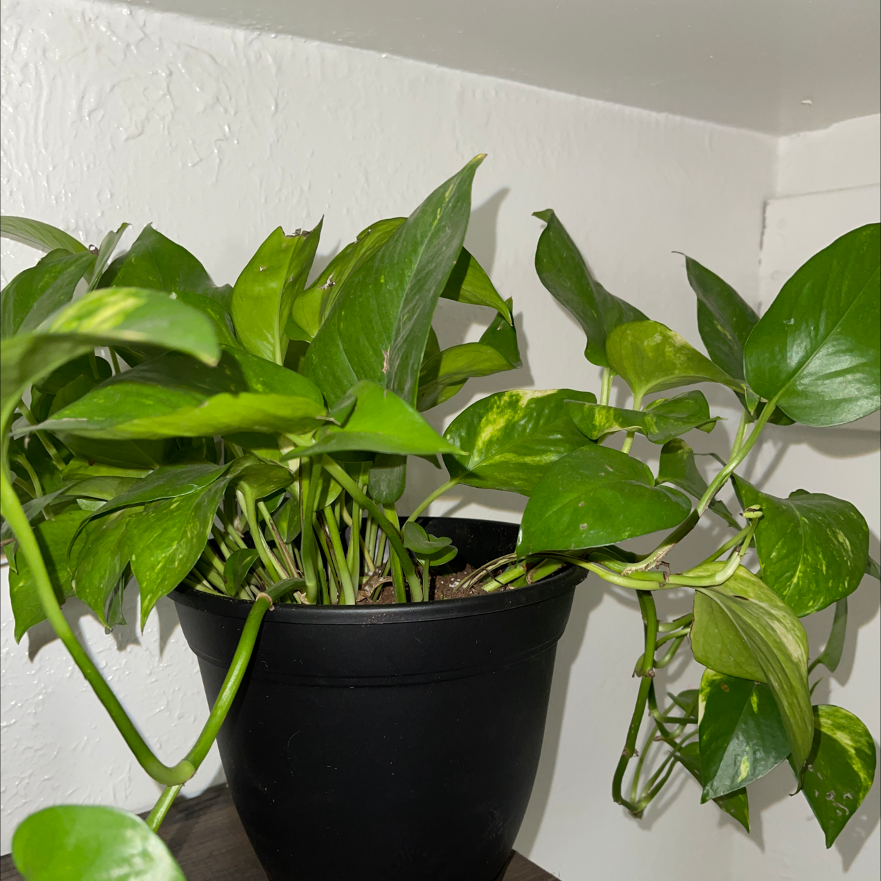 Ivy Arum plant photo by @lowlight named Hades on Greg, the plant care app.