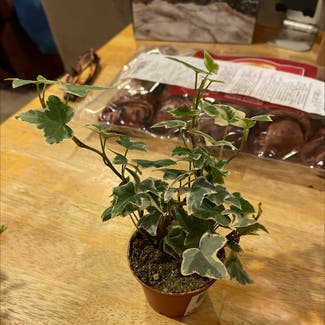 English Ivy plant in Tulare, California