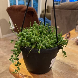 String of Pearls plant in Tulare, California