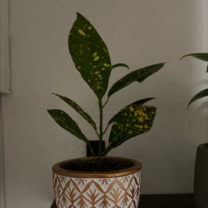 Luna Croton plant photo by @lowlight named Kenny on Greg, the plant care app.