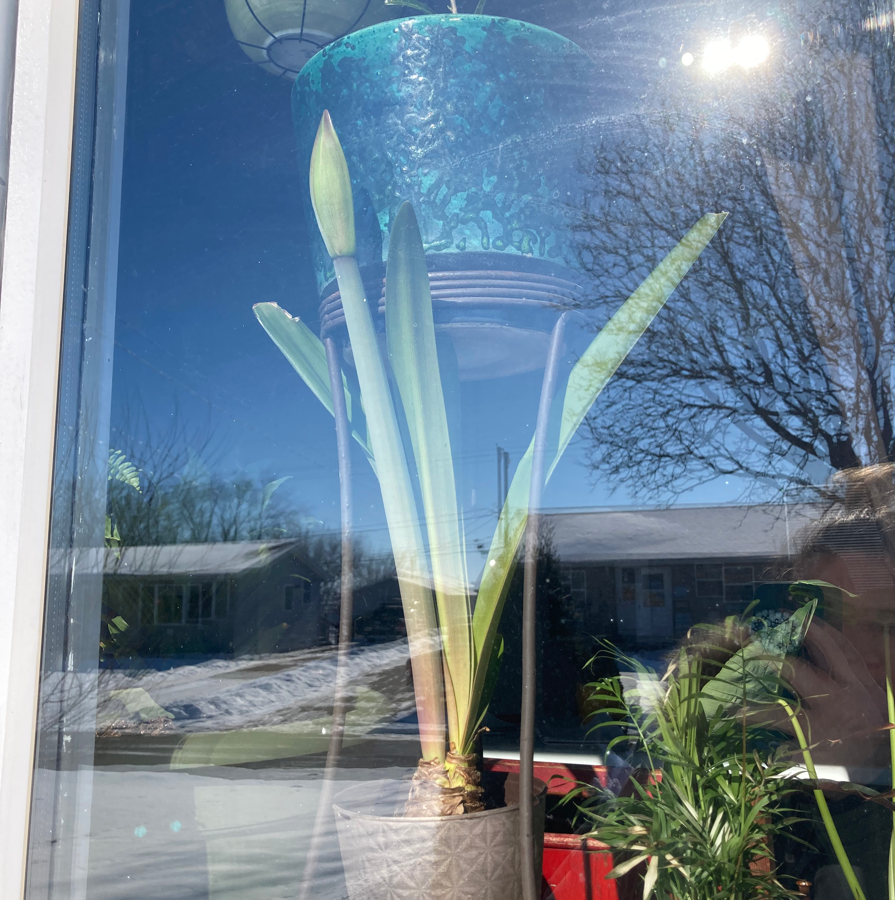 Indoor New Zealand Flax plant with long, upright leaves in a pot, reflected in a window.