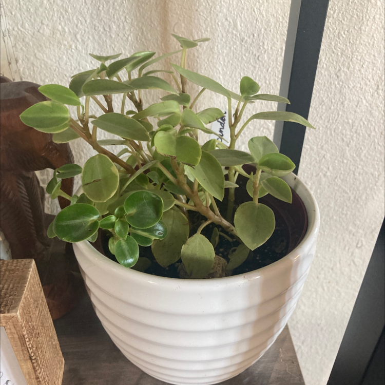 Photo of the plant species Philodendron scandon by @JROC named Philodendron scandon on Greg, the plant care app